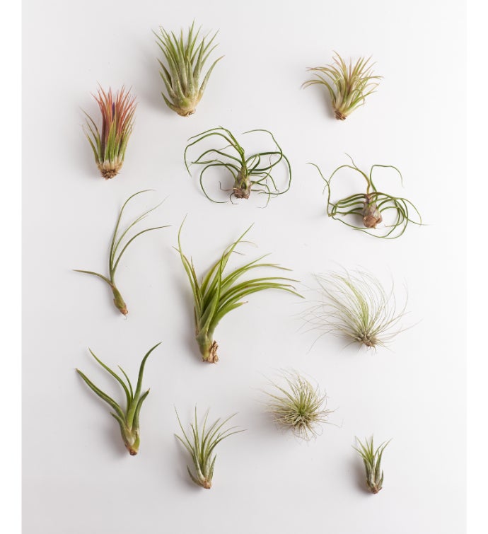 Assorted Air Plant Collection
